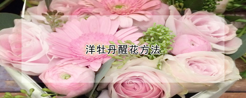 洋牡丹醒花方法