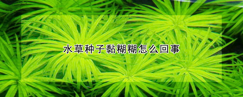 水草种子黏糊糊怎么回事