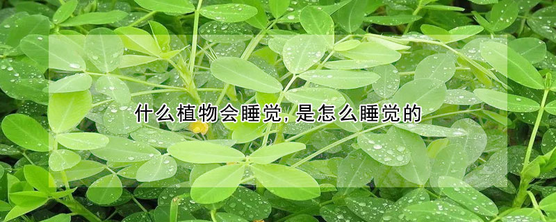 什么植物会睡觉,是怎么睡觉的