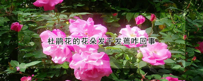 杜鹃花的花朵发干发蔫咋回事