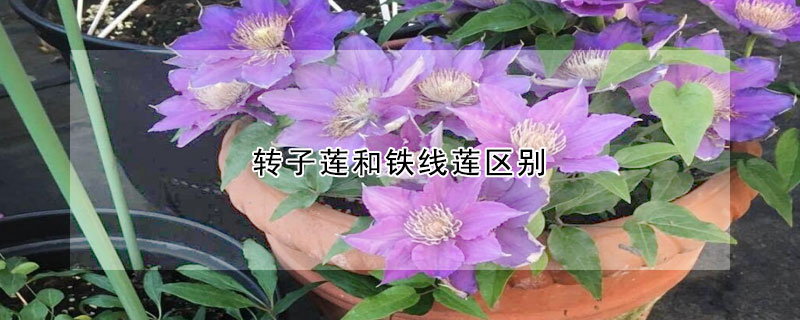 转子莲和铁线莲区别