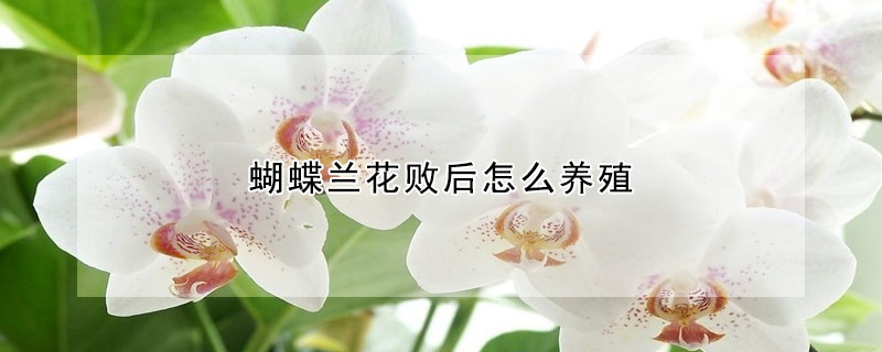 蝴蝶兰花败后怎么养殖