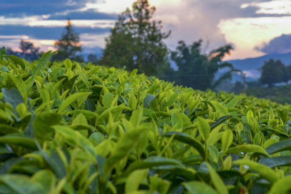 普洱茶顶级是什么茶