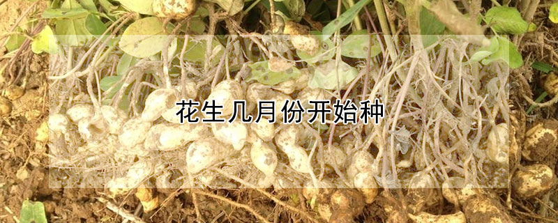 花生几月份开始种