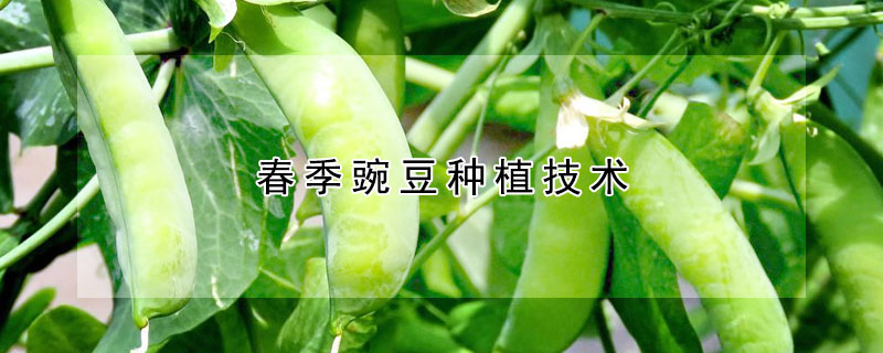 春季豌豆种植技术