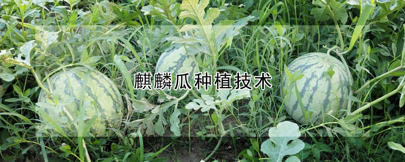 麒麟瓜种植技术