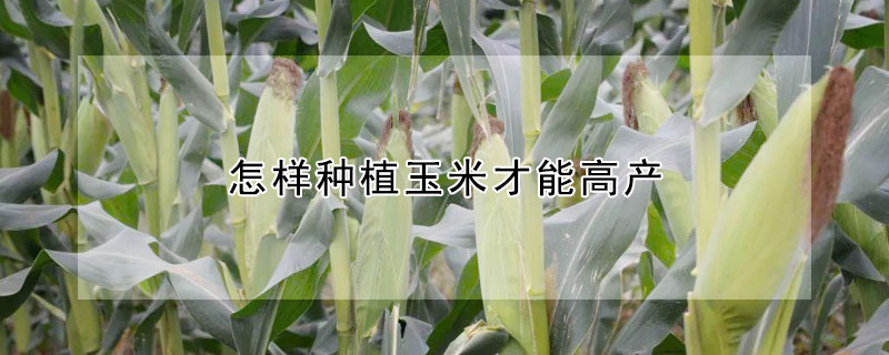 怎样种植玉米才能高产 —【发财农业网】