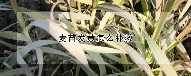 麦苗发黄怎么补救