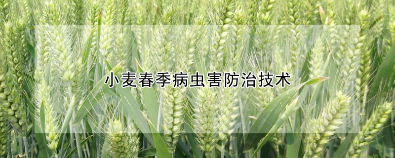 小麦春季病虫害防治技术