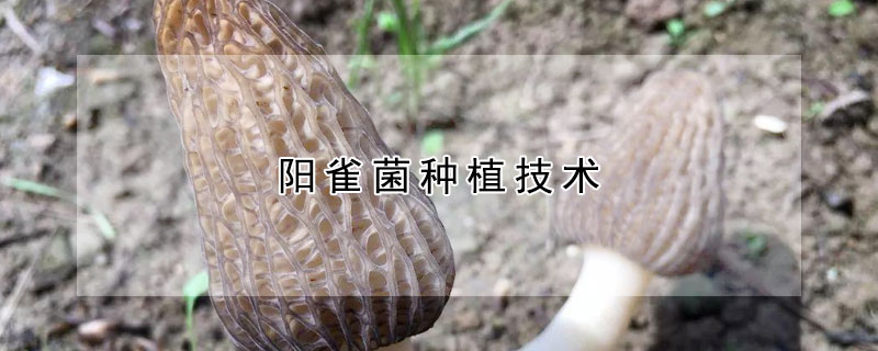 阳雀菌种植技术