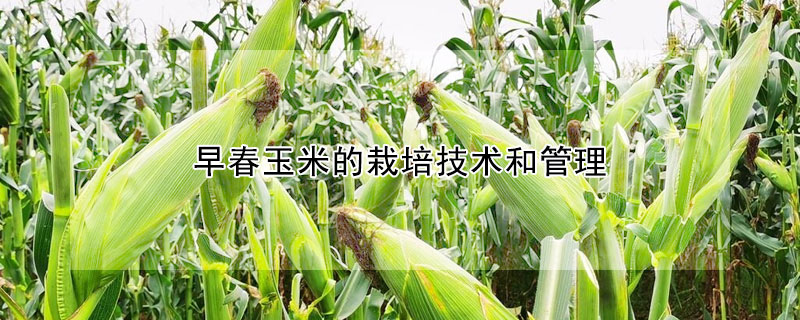 早春玉米的栽培技术和管理