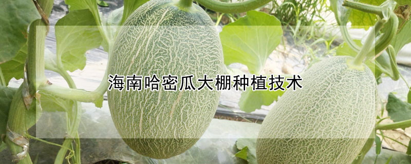 海南哈密瓜大棚种植技术