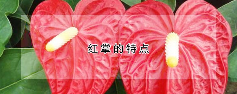 红掌的特点