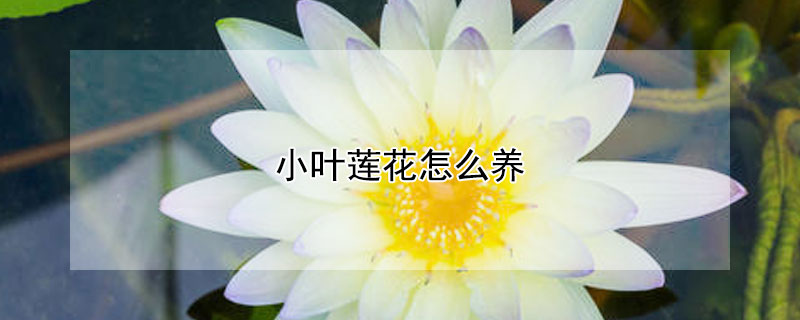 小叶莲花怎么养