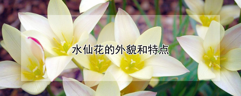 水仙花的外貌和特点