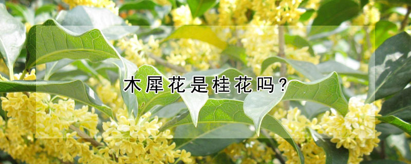 木犀花是桂花吗?