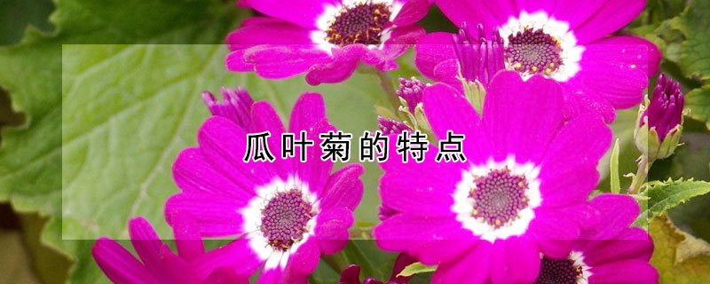 瓜叶菊的特点