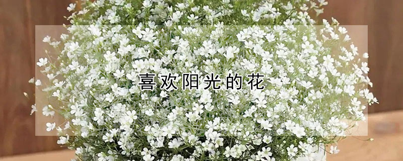 喜欢阳光的花