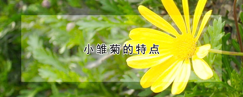 小雏菊的特点