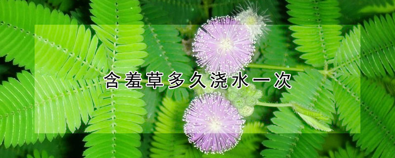 含羞草多久浇水一次