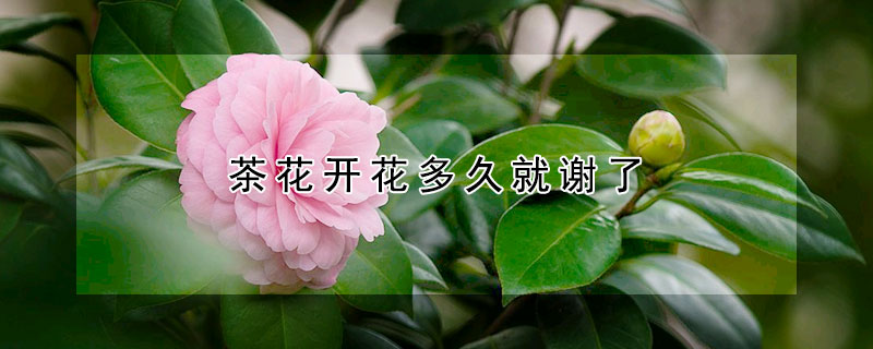 茶花开花多久就谢了