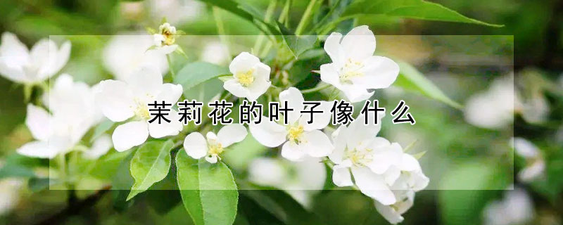 茉莉花的叶子像什么