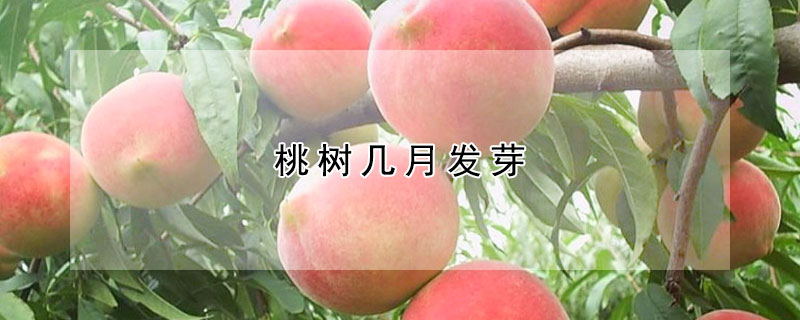 桃树几月发芽 —【发财农业网】