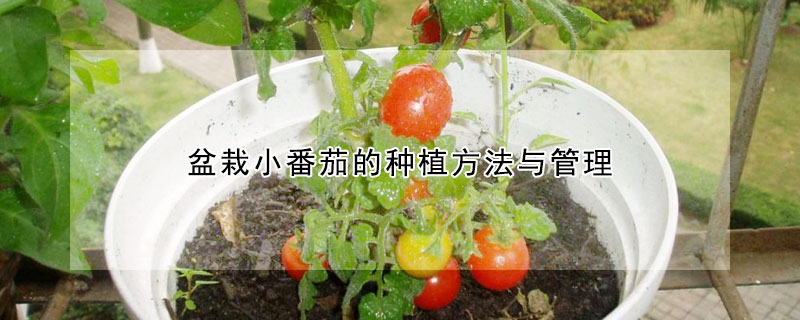 盆栽小番茄的种植方法与管理