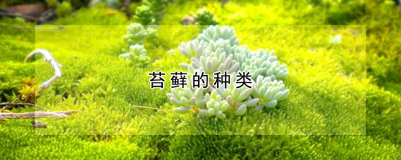 苔藓的种类