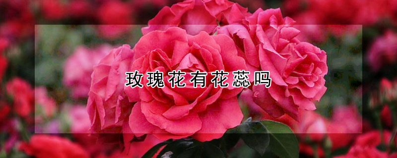 玫瑰花有花蕊吗