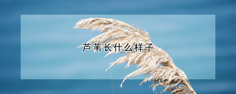 芦苇长什么样子