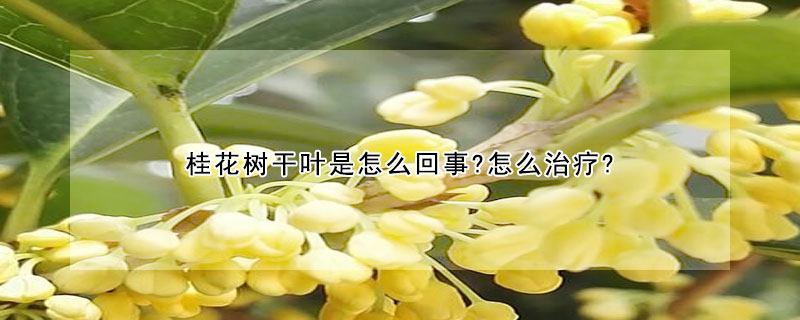 桂花树干叶是怎么回事?怎么治疗?