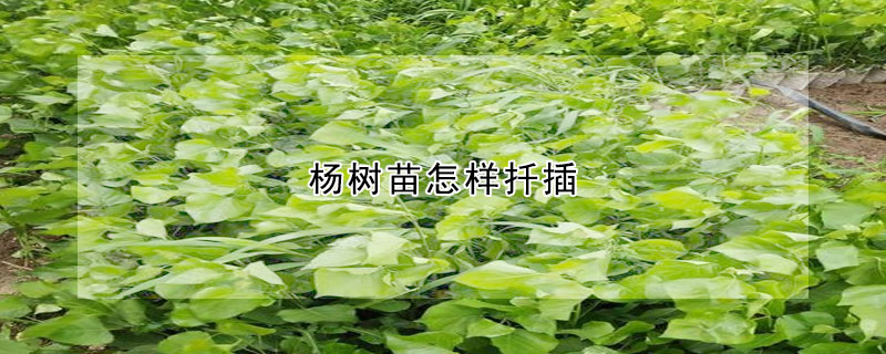 杨树苗怎样扦插