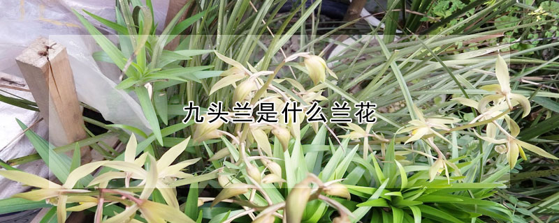 九头兰是什么兰花