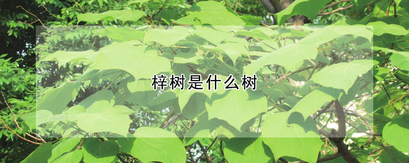 梓树是什么树