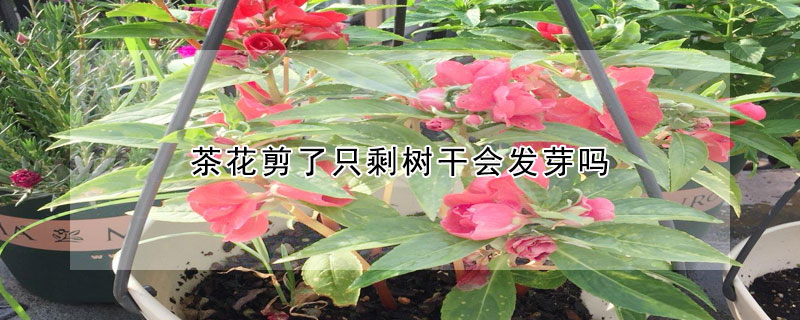 茶花剪了只剩树干会发芽吗