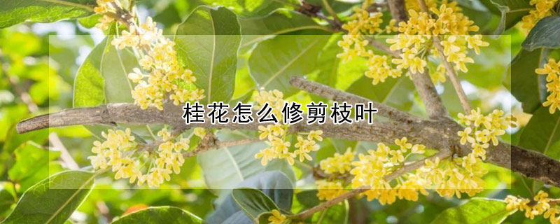 桂花怎么修剪枝叶