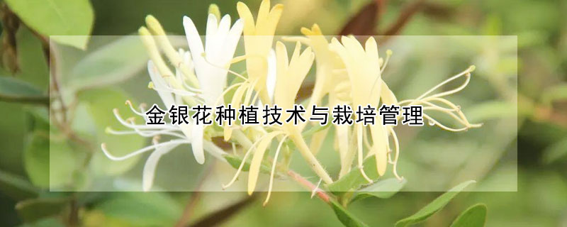 金银花种植技术与栽培管理