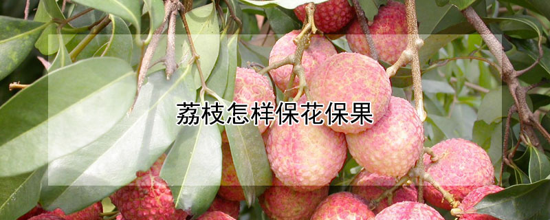 荔枝怎样保花保果