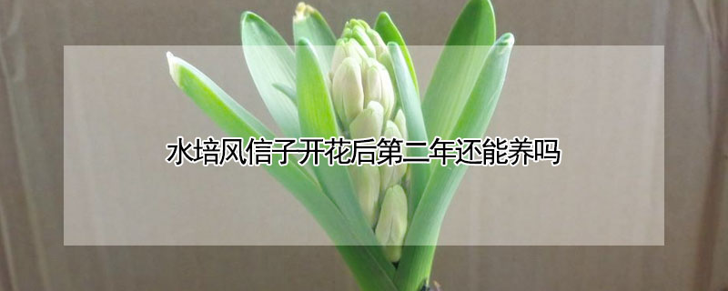 水培风信子开花后第二年还能养吗