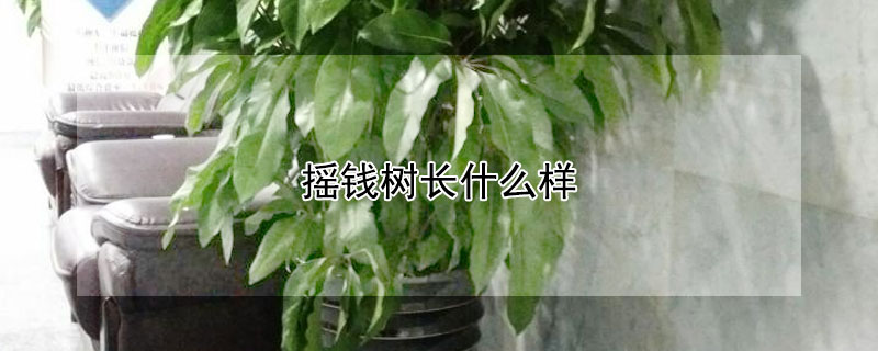 摇钱树长什么样