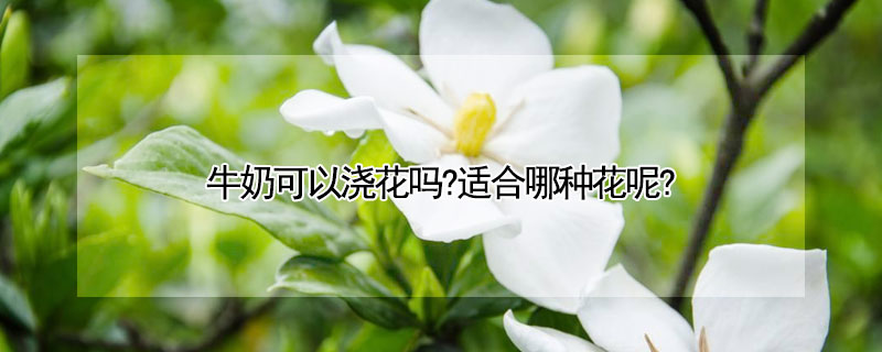 牛奶可以浇花吗?适合哪种花呢?