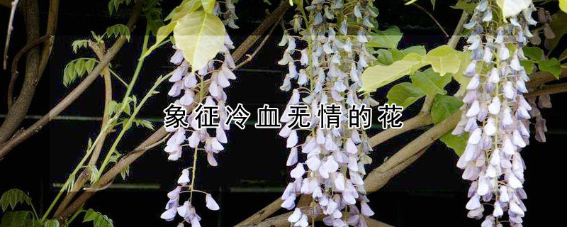 象征冷血无情的花