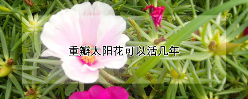 重瓣太阳花可以活几年