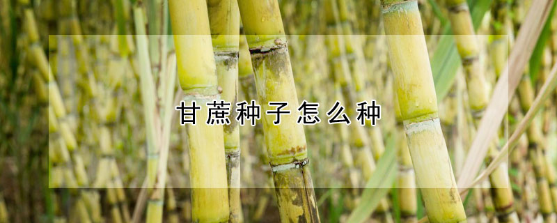 甘蔗种子怎么种