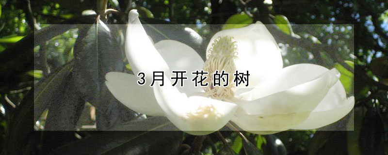 3月开花的树