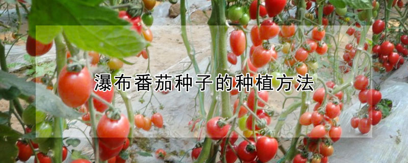 瀑布番茄种子的种植方法