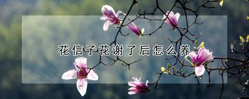 花信子花谢了后怎么养