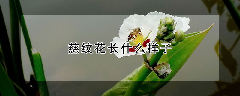 慈纹花长什么样子