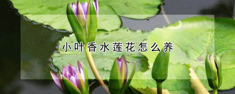 小叶香水莲花怎么养